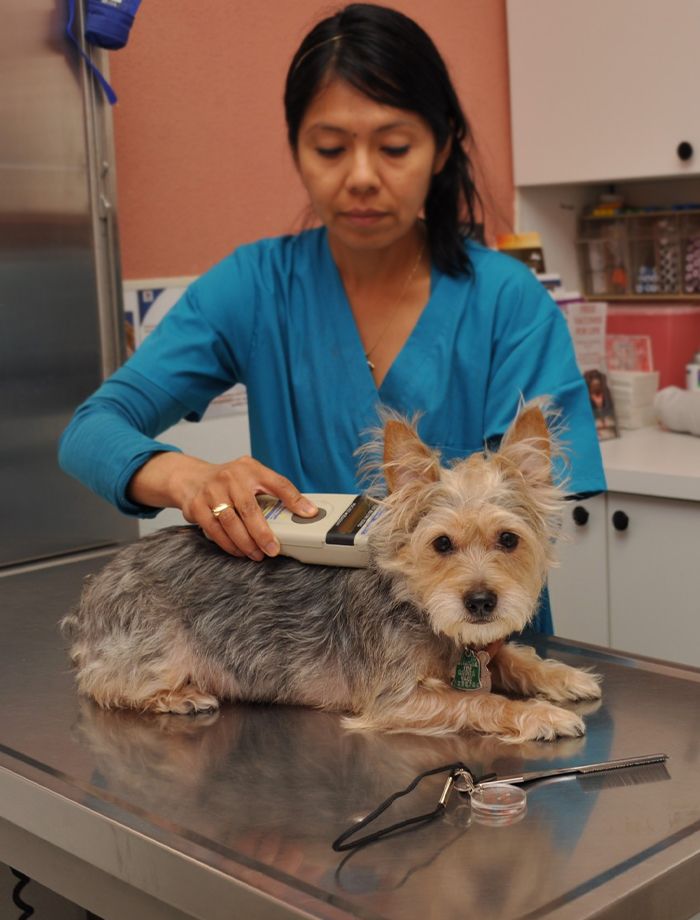 vet tech checking for a microchip