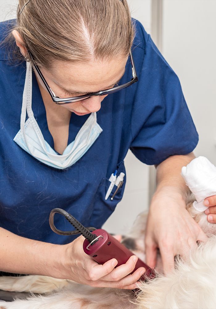veterinarian shaving dog for surgery